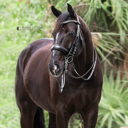 The BRIXTON Non-Patent Black Leather Double Bridle
